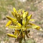 Asphodeline lutea花