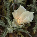 Mentzelia involucrata Flower