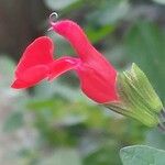 Salvia × jamensis Kukka
