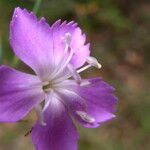 Dianthus pungens Цвят