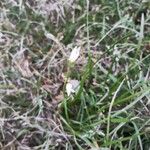 Nothoscordum bivalve Flor