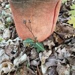 Chimaphila maculata Hoja