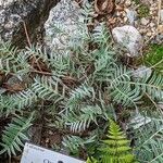 Oxytropis todomoshiriensis