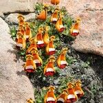 Calceolaria uniflora Blüte