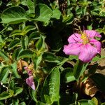 Heterotis rotundifolia Хабит