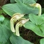 Arisarum vulgare Květ