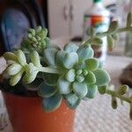 Sedum clavatum Deilen