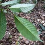 Thyrsodium guianense Leaf