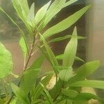 Hygrophila corymbosa Φύλλο