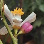 Citrus japonica Цветок