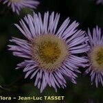 Erigeron atticus Blomma