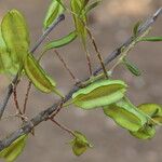 Combretum adenogonium Fruit