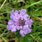 Scabiosa canescens फूल