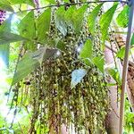 Caryota mitis Fruit