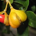 Guaiacum officinale Fruit