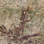 Rumex dentatus Fuelha