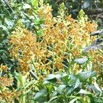 Grammatophyllum speciosum Blomst