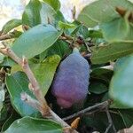 Ficus assamica Fruit