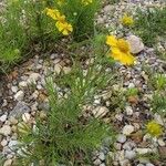 Helenium amarum List