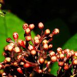 Skimmia japonica Fiore