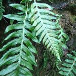Polypodium californicum Hoja
