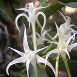 Cyrtorchis chailluana Flower