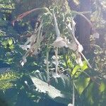 Nicotiana sylvestris Blomma