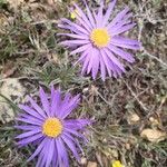 Machaeranthera tanacetifolia Flor