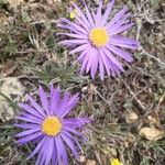 Machaeranthera tanacetifolia Fiore