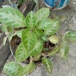 Episcia cupreataBlad