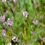 Horkelia daucifolia Habit