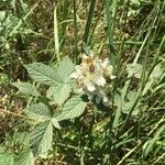 Rubus canescens 花