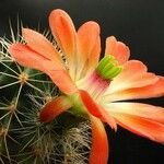 Echinocereus coccineus Flor