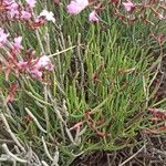 Limonium insigne Hoja