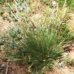 Festuca indigesta অভ্যাস