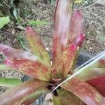 Neoregelia farinosa Fuelha