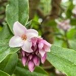 Daphne odora Floare