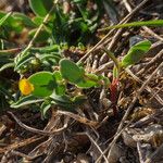 Coronilla scorpioides Celota