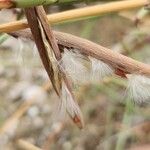 Periploca aphylla Fruit