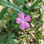 Dianthus carthusianorumКвітка