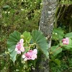 Begonia obliqua Bloem
