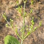 Alisma triviale Flower