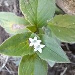 Richardia brasiliensis Flower