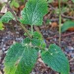 Scutellaria columnae Folha