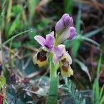 Ophrys tenthredinifera Blüte