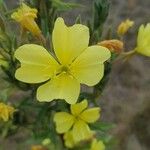 Oenothera elata Fiore