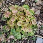 Heuchera americana 葉