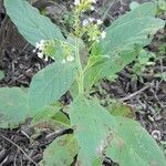 Heliotropium nicotianifolium Habit