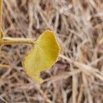 Hibiscus aponeurus Leaf