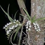 Podangis rhipsalisocia फूल